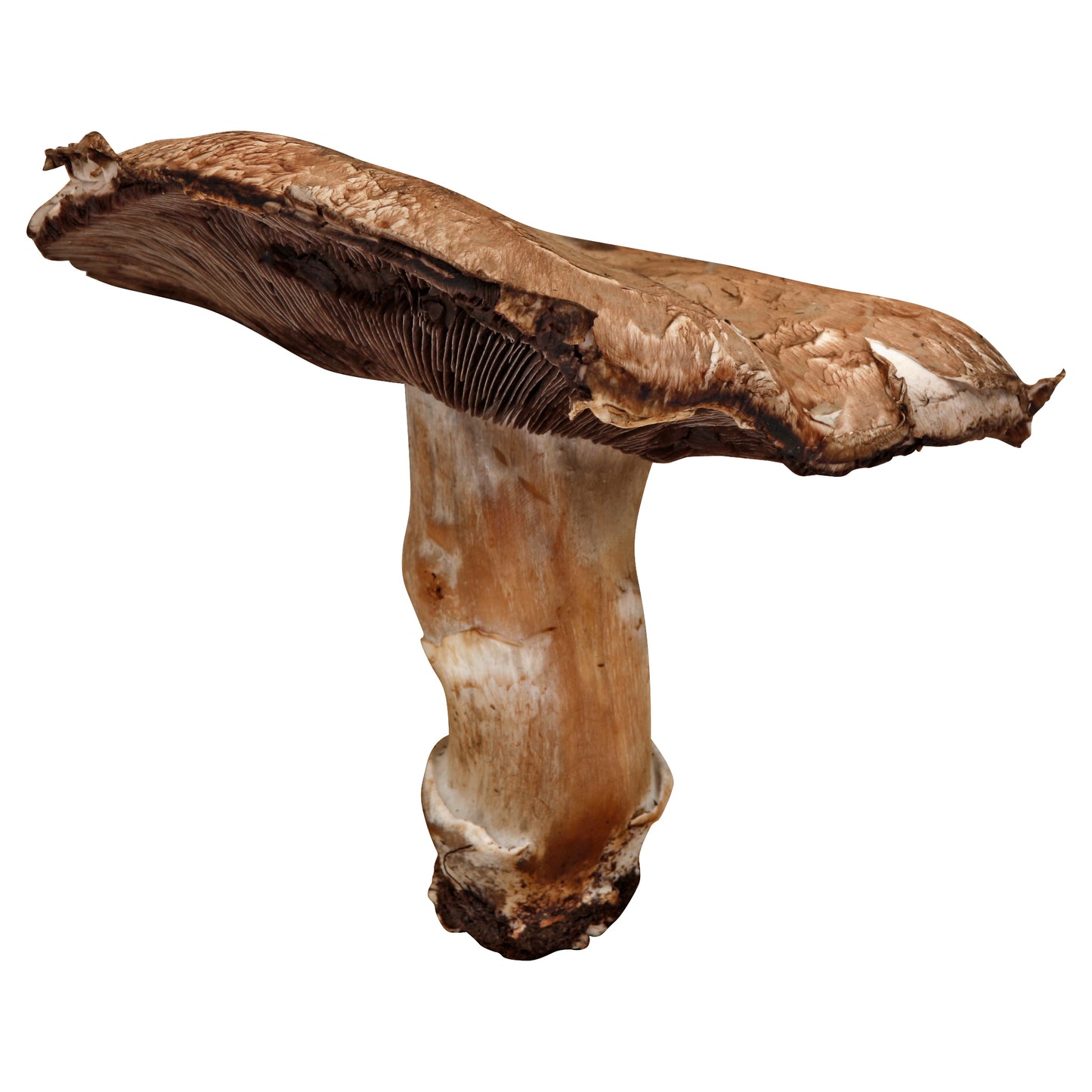 Portabella Mushroom