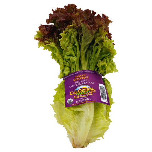 Iceberg Lettuce